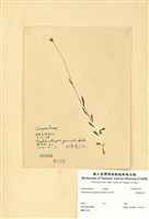 藏品(細葉蘭花參)的圖片